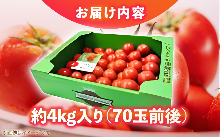濃厚！徳谷トマト約4.0kg 箱詰 | 生産者指定なし 厳選上級品 元木青果 〈2026年6月中旬頃まで発送〉 【グレイジア株式会社】 [ATAC324]