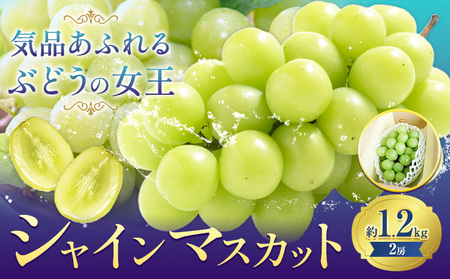 【先行予約】ぶどうシャインマスカット 約 1.2kg 2房 【配送不可地域あり】 株式会社藍《9月上旬-10月下旬頃出荷》 岡山県 浅口市 岡山県産 ぶどう フルーツ 果物 くだもの マスカット 送料無料