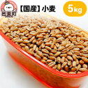 【ふるさと納税】【国産】小麦 5kg×1袋 サイトウ・コーポレーション 飼料