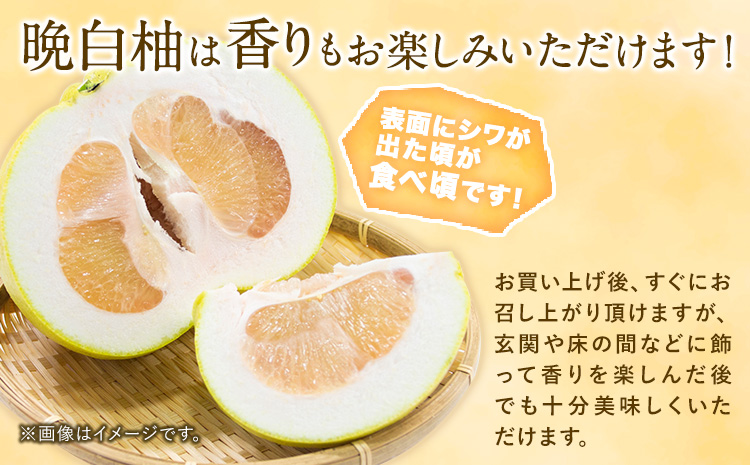 山本果樹園の晩白柚 2玉（2Lサイズ） 山本果樹園《12月中旬-3月中旬頃出荷予定》果物 フルーツ ザボン 熊本 特産品st-p