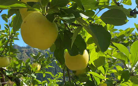 ご自宅用　完熟シナノゴールド 7-10個入り 果物 りんご フルーツ デザート 食後 長野りんご 信州りんご ジューシー 生産者直送 