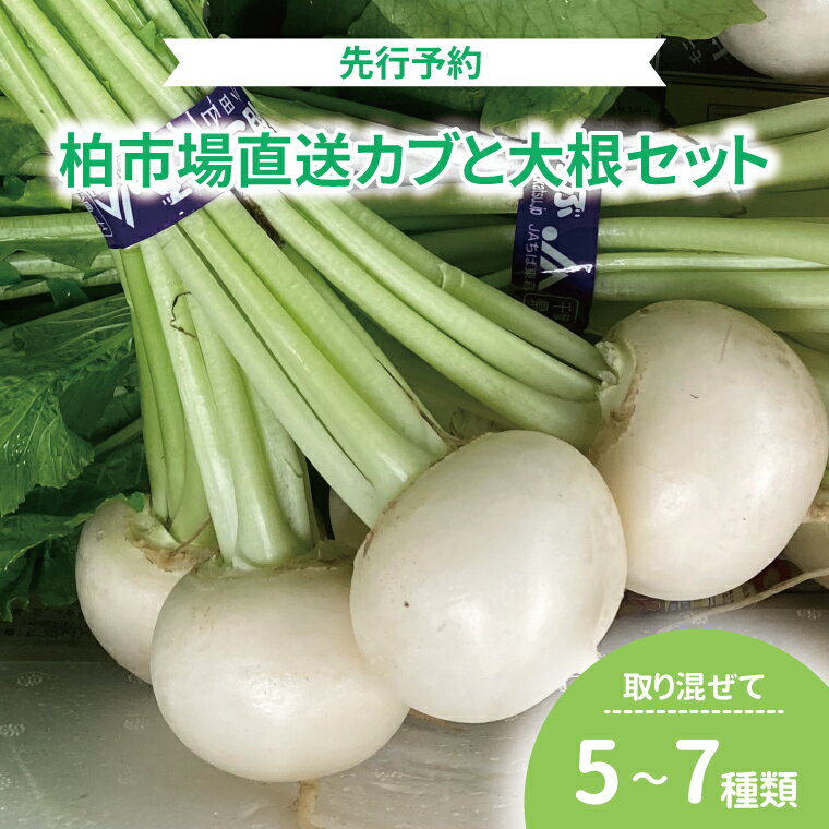 【ふるさと納税】【先行予約】【2025年1月発送開始】 かぶ 大根 セット 詰め合わせ 野菜 カブ ダイコン 旬 国産 産地直送 千葉県産 柏市産 おいしい 新鮮 蕪 鍋 シチュー 煮物 スープ サラダ おすすめ 大量 季節限定