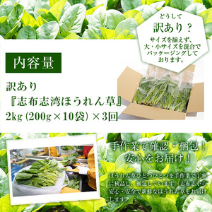 【定期便3回】【数量限定・訳あり】志布志湾ほうれん草(計6kg 2kg×3回) サラダ おひたし お味噌汁 スムージー ほうれん草 ジュース ほうれんそう t0036-005
