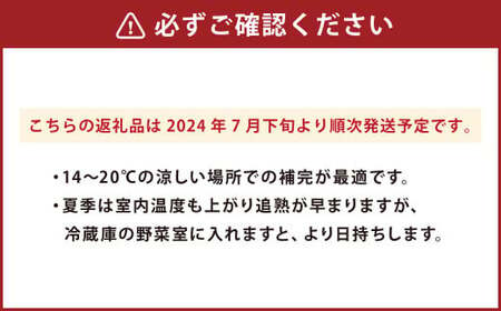 やっちろバナナ（汐バナナ）10本セット 【2024年7月下旬発送開始】