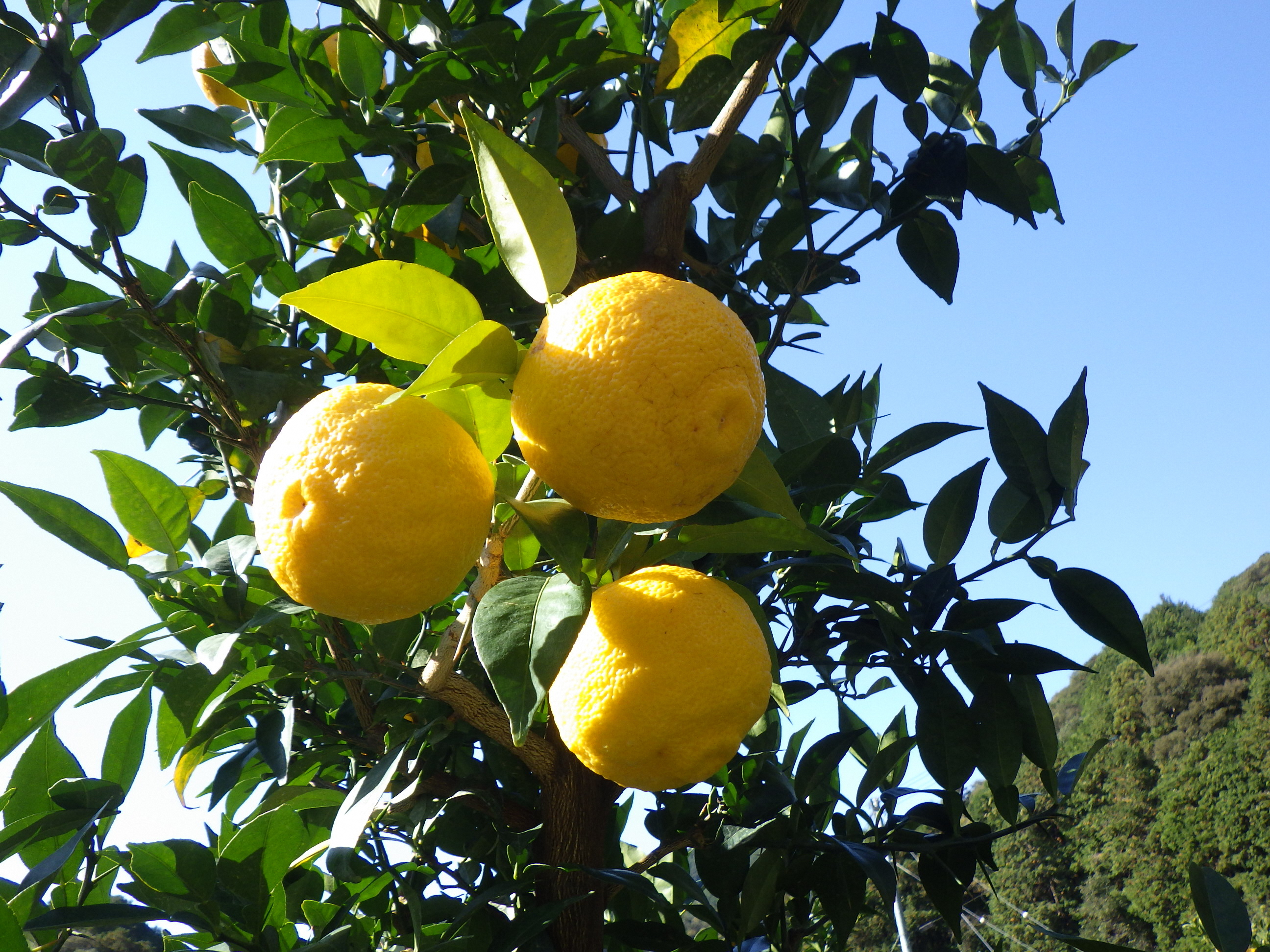 全国土産品連盟推奨品ゆずの粋・ゆずの香味セット