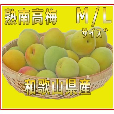 ふるさと納税 九度山町 2025/6月より発送【梅干し・梅酒用】紀州和歌山の熟南高生梅　MorL-10kg