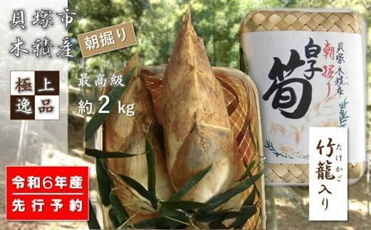 
【最高級たけのこ】貝塚木積産　極上逸品朝掘り白子筍 約2kg（竹籠入り）
