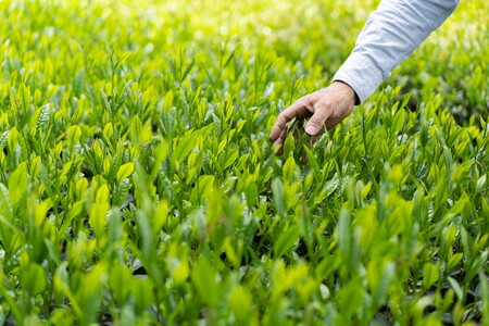 【創業1839年】煎茶　6品種スタンドパック40ｇ　飲み比べセット _BM09