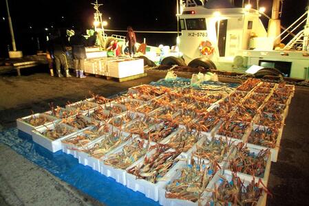 【訳あり】金沢港より直送！ボイル加能ガニ 2杯セット 蟹 かに