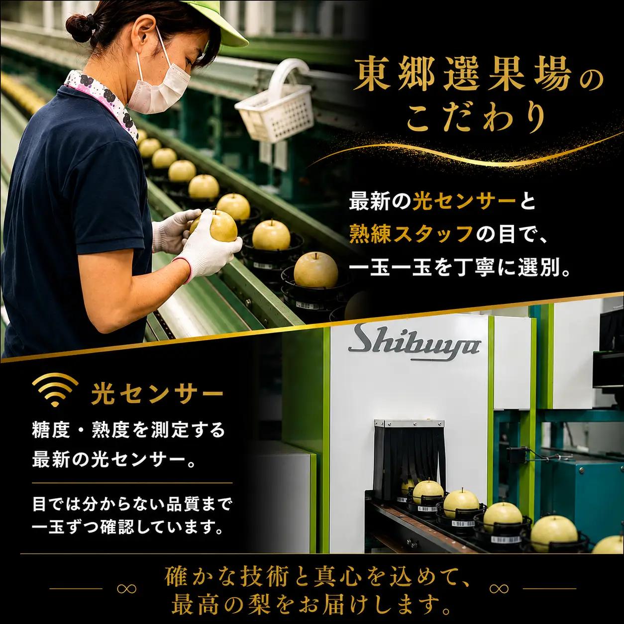 【期間限定】梨 なし 二十世紀 3kg 鳥取県 湯梨浜町 果物 フルーツ 特産品 8月中旬～9月上旬頃順次発送 先行予約 JA 東郷梨選果場 新鮮 人気 おすすめ 送料無料 選べる 内容量  くだもの