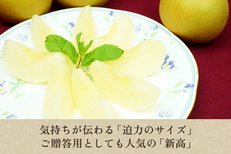 【2026年先行予約】たかはし果樹園 謹製 新潟県産和梨 新高 約3kg 《9月下旬～順次配送》にいたか たかはし果樹園新高梨