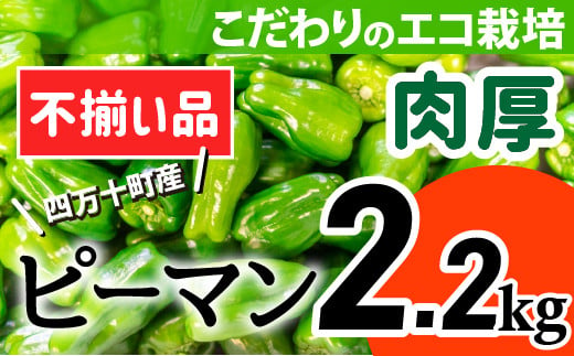 
【不揃い品】肉厚ジューシー！エコ栽培でえぐみ少ないピーマン2.2Kg Fms-A08 訳あり わけあり 農産物 新鮮 ぴーまん 野菜 大量
