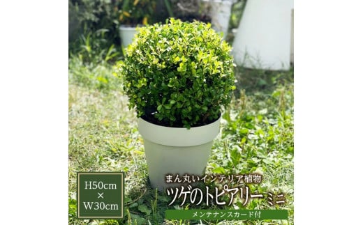 インテリアグリーン「ツゲのトピアリー ミニ」 SL0211