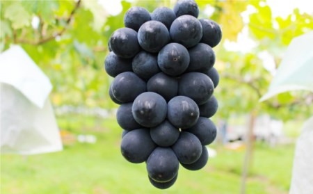 【2024年7月〜発送】【南島原産】旬の ぶどう / ブラックビート 巨峰 ピオーネ 合計２kg 南島原市 / ながいけ[SCH037]