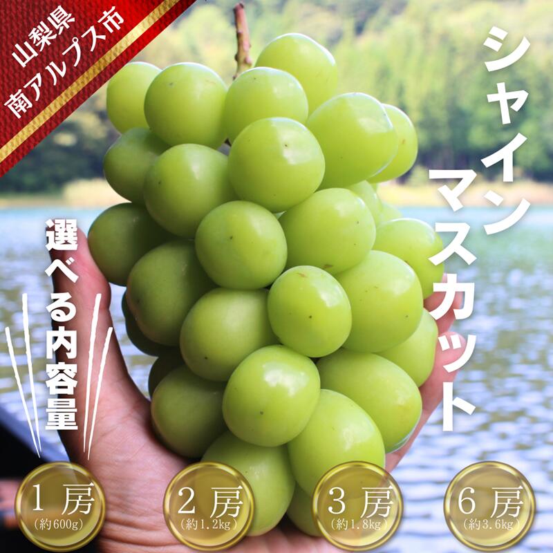 【ふるさと納税】【令和8年発送・先行予約】南アルプス市産シャインマスカット選べる容量 真心で育てる大地の宝石！ ALPDX001/003/005/007