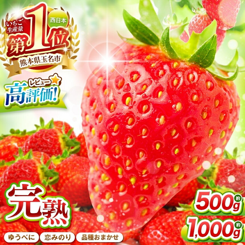 【ふるさと納税】 イチゴ 恋みのり ゆうべに おまかせあり 選べる 容量 約 500g (250g×2パック) or 約 1000g (250g×4パック) 発送回数 定期 訳あり | 果物 くだもの フルーツ いちご 苺 生産者直送 産地直送 送料無料 熊本県 玉名市 あまおうと同じ糖度