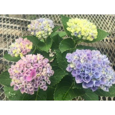 ふるさと納税 朝日町 あじさい　ハイドランジア(マジカルレボリューション)6号鉢(直径18cm)× 1鉢 |  | 01