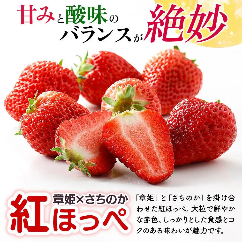 【東北・関東・東海・北陸・近畿 限定配送】いちご「紅ほっぺ」９粒～ (2パック計830g以上)《先行受付》【1月上旬から順次発送】イチゴ 苺 あまい １粒35g以上の特大粒を厳選 産地直送ならではの大