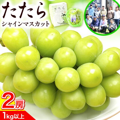 先行予約 マスカット シャインマスカット 岡山 数量限定 岡山県産 笠岡市 たたらみねらる 2房 計1kg以上《2025年8月下旬-10月下旬頃出荷》 甘い 種無し 朝どれ ぶどう ブドウ 葡萄 マスカット シャインマスカット---A-209---