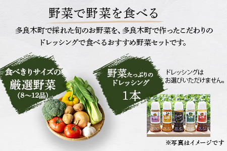 【定期便3回】熊本の大地の恵み≪ 野菜で野菜を食べる ≫ 旬のこだわり 野菜 ＆ドレッシング セット (3〜4名様向け) 野菜 獲れたて 8～12品 直送 旬 新鮮 定期便 野菜ドレッシング 詰め合わ