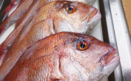 鯛のあら炊き 田舎炊き 1人前約200g×6食 糸島市 / 塚本鮮魚店 惣菜 煮魚 [ARO005]