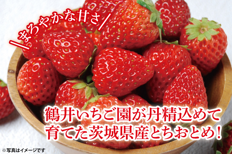 【先行予約】【数量限定】【朝どり】いちご とちおとめ４パック 2025年２月以降順次発送【茨城県共通返礼品／石岡市】【果物 くだもの フルーツ 苺 イチゴ 完熟 甘い 農家直送】（KU-1）