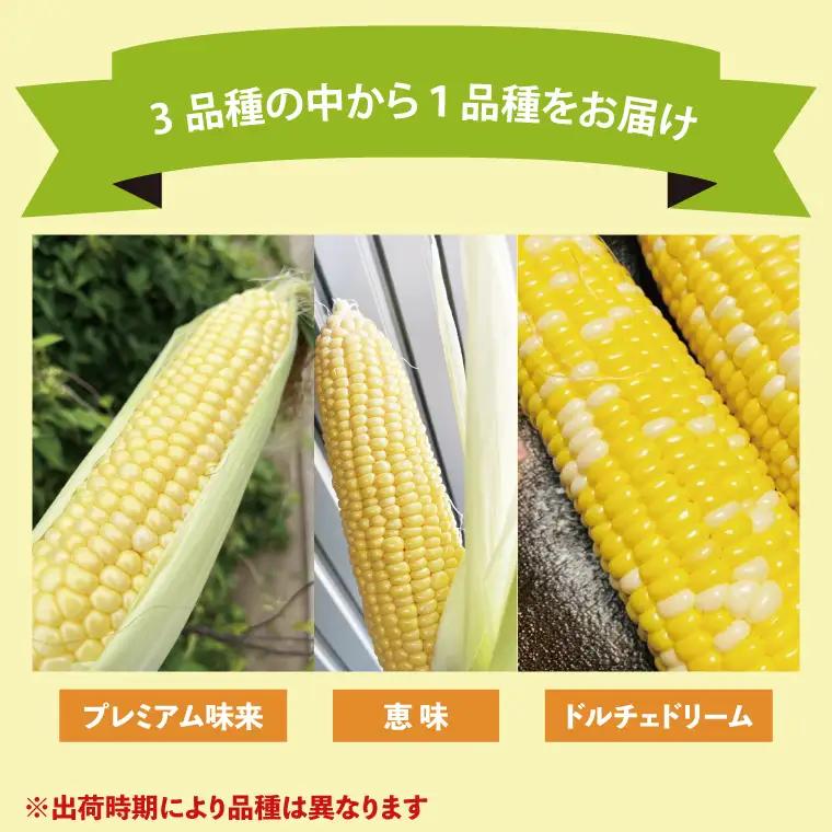 【6月下旬より発送 】数量限定 とうもろこし 12～14本 恵味 ドルチェドリーム プレミアム味来 とうもろこし トウモロコシ スイートコーン 農家直送 茨城県 水戸市（GR-4）