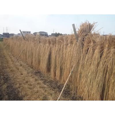 ふるさと納税 香取市 極上天日干し自然米(玄米5kg) |  | 01