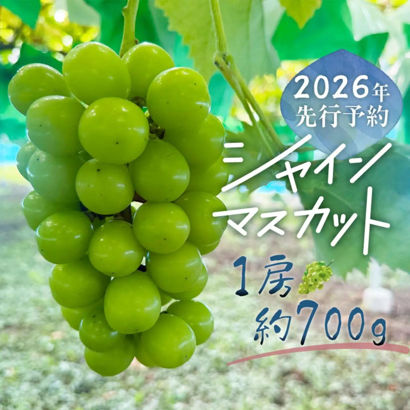 シャインマスカット 1房（約700g）｜シャインマスカット 
