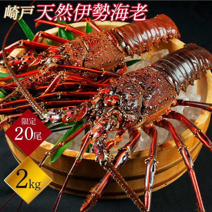 【ふるさと納税】【横綱級のデカさ！】崎戸産 の 天然 伊勢海老 2尾（計約2kg）＜西海大崎漁協 崎戸支所＞[CAW003] 長崎 西海 伊勢海老 えび エビ 海鮮 崎戸産 贈答 プレゼント ギフト イセエビ 天然 伊勢エビ