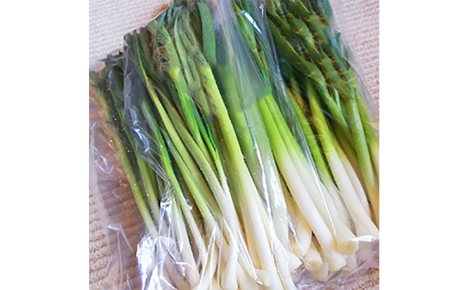 【令和8年産】 先行予約 北海道 上富良野町 産 葉 にんにく 約400g×2パック 計800g 産地直送 希少 香味 野菜 薬味 葉にんにく ニンニク