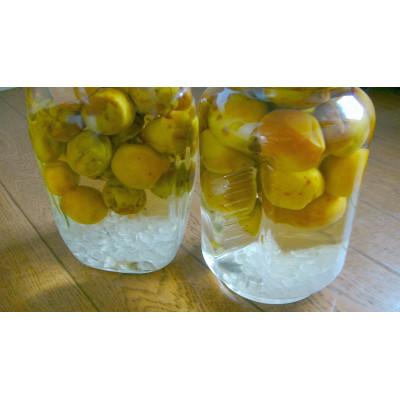 ふるさと納税 かつらぎ町 【梅干・梅酒用】(2LまたはL-約2kg)熟南高梅《2025年6月中旬〜7月上旬発送予定》　 |  | 02