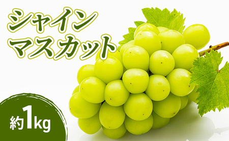 2026年産シャインマスカット 1kg 果物 フルーツ マスカット 長野県