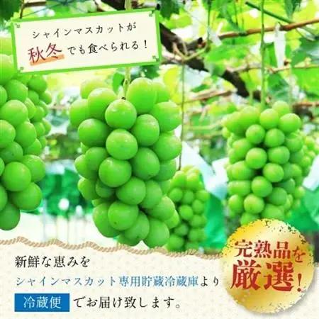 長野県中野市産　冬でも食べれる　シャインマスカット2房(1.0kg以上)【配送不可地域：離島】【1331129】