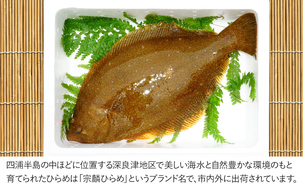 箱入り宗麟ひらめ 1尾 | ヒラメ 刺身 新鮮 大分県 九州 津久見市 国産