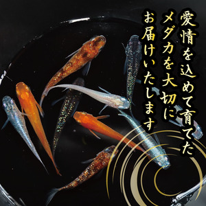 【メダカ】 紅帝ダルマ 10匹 めだか 丸長
