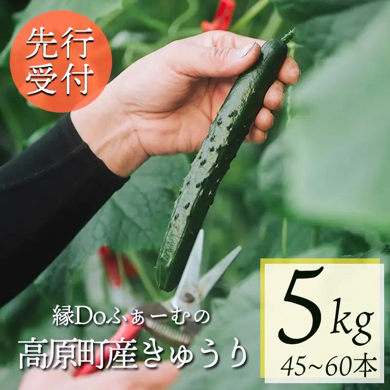 【先行受付10月収穫分】宮崎県高原町産きゅうり5kg（45～60本）　[国産 九州産 サラダ お料理 ワンストップオンライン 10000円]  TF0906-P00082