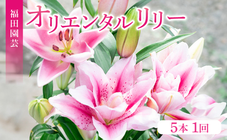 ユリ(オリエンタルリリー)5本セット