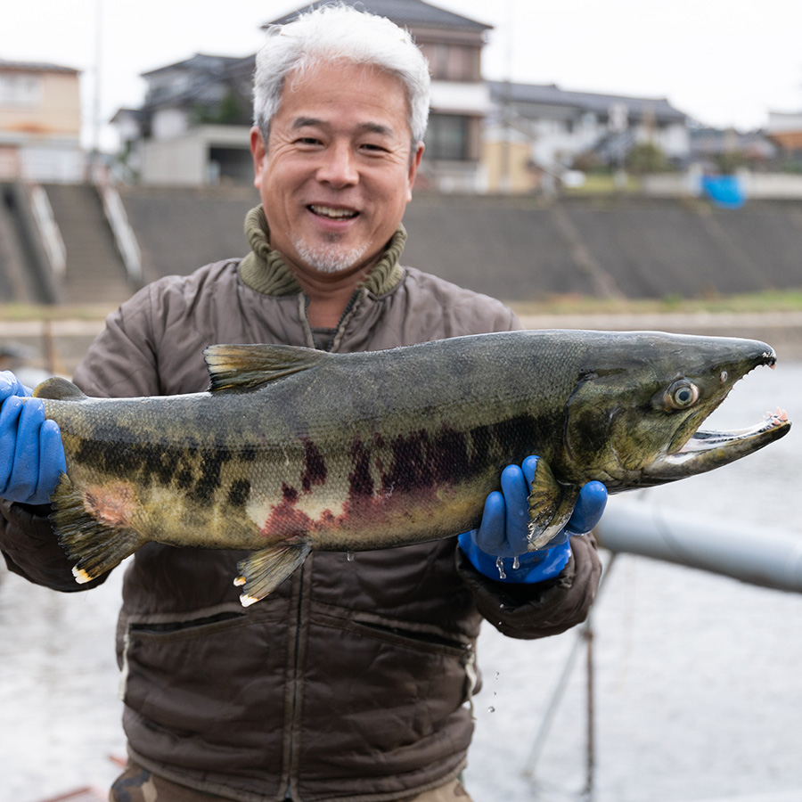 植酸栽培コシヒカリ「伝」精米10kg 12ヵ月定期便