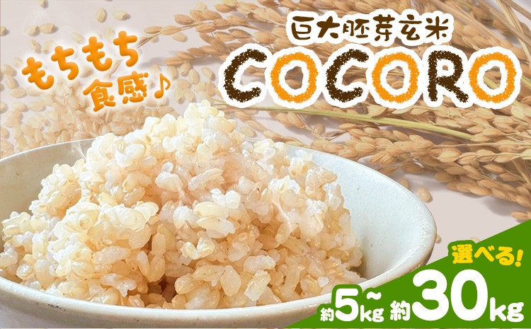 
                  巨大胚芽米COCORO 玄米 選べる約5kg 約10kg 約30kg 【配送不可地域あり】 (離島) ドリームクリエイト早瀬農産 早瀬亨《2025年10月中旬-11月中旬頃出荷》 岡山県 浅口市 岡山県産 米 コメ こめ 玄米 送料無料
                