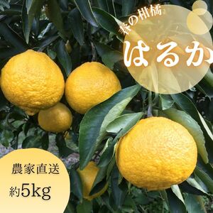 【540.】はるか（B540-1）