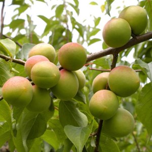 ＜6月発送＞厳選 青梅2kg+60g（傷み補償分）【朝摘み・とれたて直送便】【梅干し・梅酒・梅ジュース】【和歌山産】 ※北海道・沖縄への配送不可 ※2024年6月上旬～6月下旬頃に順次発送予定