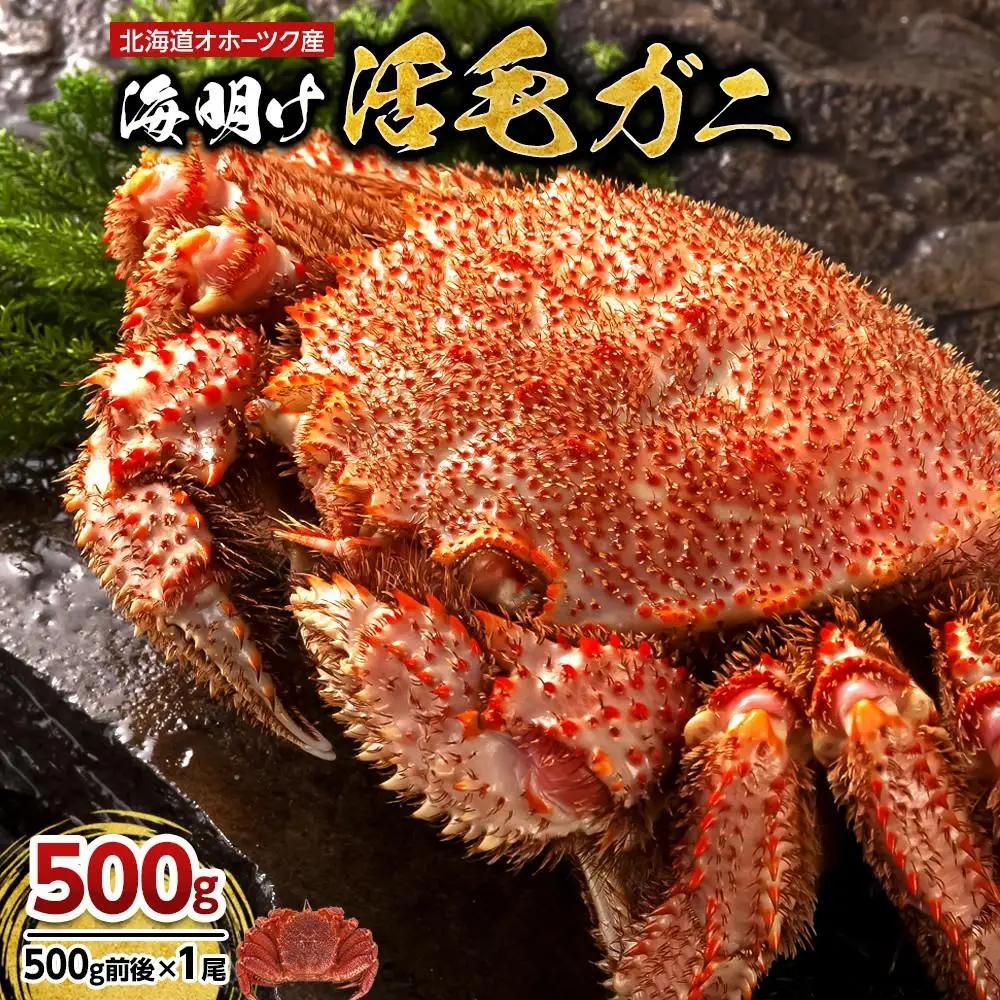 【2027年先行予約／着日指定可】北海道オホーツク産海明け活毛ガニ　ボイル未冷凍配送(チルド 冷蔵配送)　500g前後　1尾 | 毛ガニ_03499