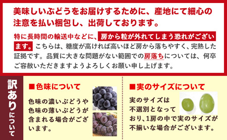 訳あり ニューピオーネ シャインマスカット 約1.2kg 《9月上旬～11月上旬頃に出荷予定(土日祝除く)》｜ぶどうぶどうぶどうぶどう