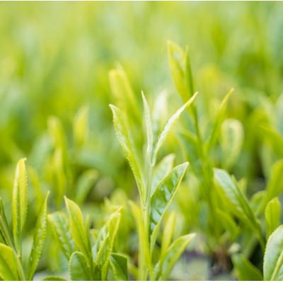 ふるさと納税 島田市 川根茶　上級煎茶あさぎり100g袋×5袋セット |  | 02