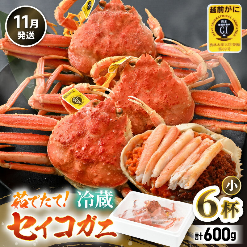 【ふるさと納税】【先行予約】【冷蔵】旬のセイコガニ 小 6杯 計600g以上（茹で前）説明書付き【2025年11月上旬以降順次発送予定】 食べ切数量！全て地物！天然！ ズワイガニメス せいこがに