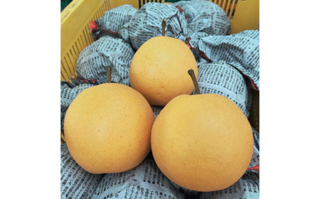 [2026年産先行予約] 和梨 新興 約5kg 令和8年度 新潟県 三条市産 梨 [しなのがわジューシーファーム]【015S135】