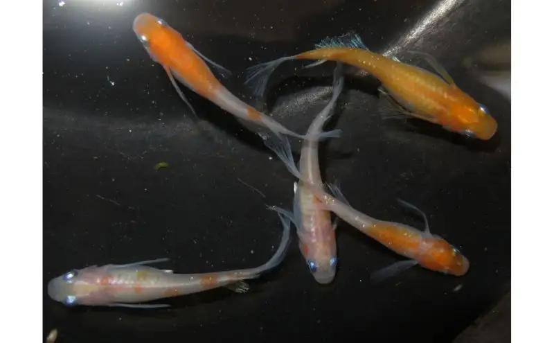 メダカ 松井ヒレ長リンカ紅白 めだか 魚 観賞魚 観賞用 飼育 ペット 淡水 生体 生物 西正ナチュラルライフ 嵐山町 埼玉県
