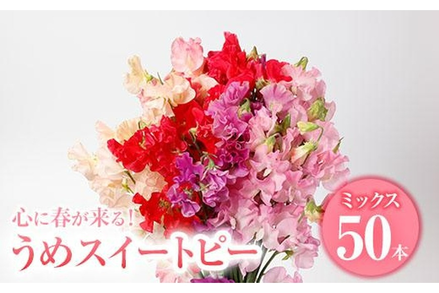 ＜農家直送＞スイートピー ミックス (50本) 期間限定 花 切り花 生花 九州産 国産 大分県 佐伯市 宇目 清幸農園【BZ61】【清幸農園(有)】