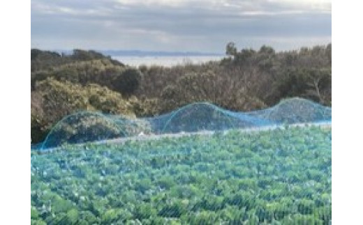 海洋深層水で育った甘くて柔らかい三浦の春キャベツ「金系201」　M107-001